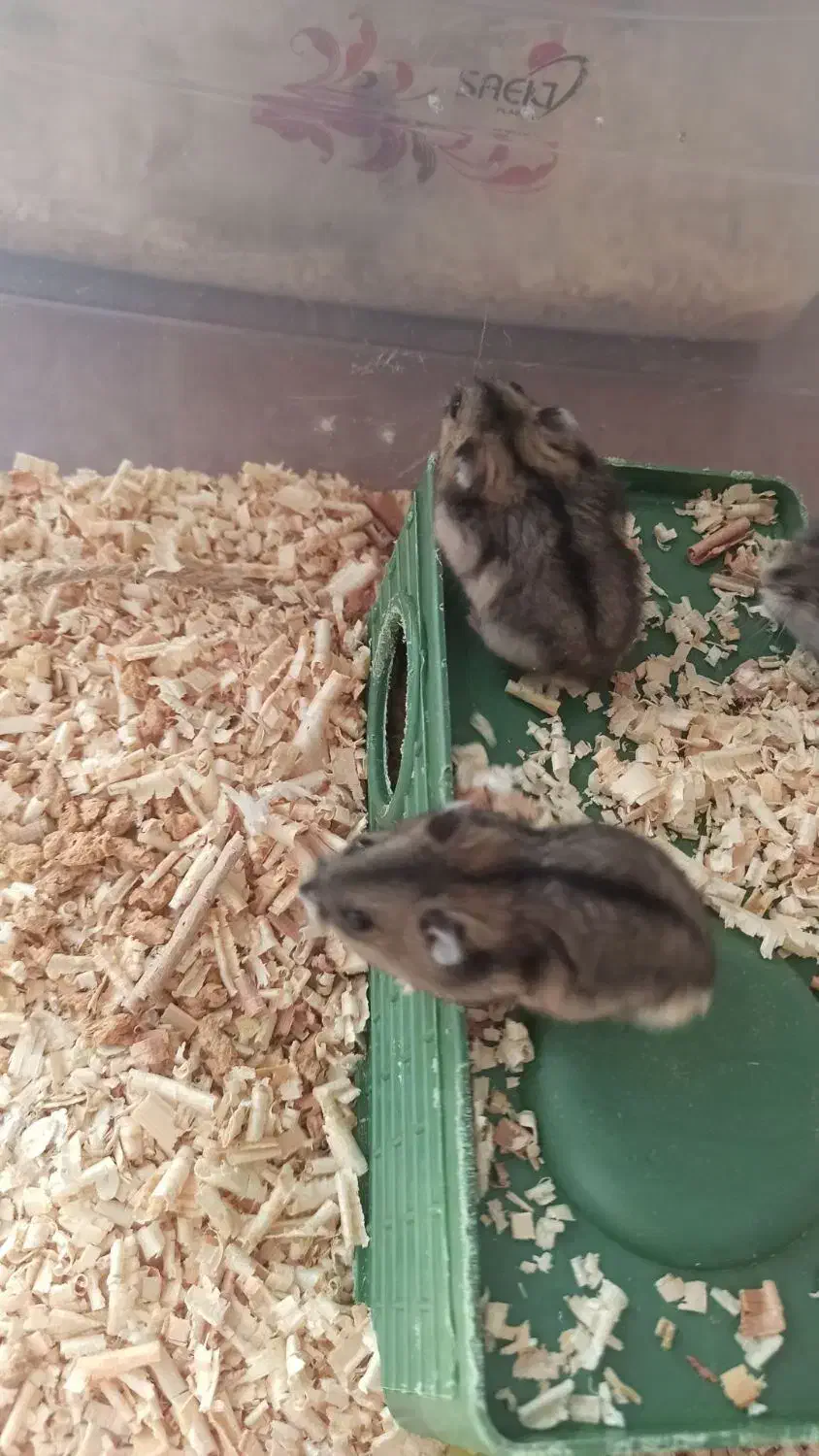 همستر نژاد کمپل انگلیسی|موش و خرگوش|سقز, |دیوار