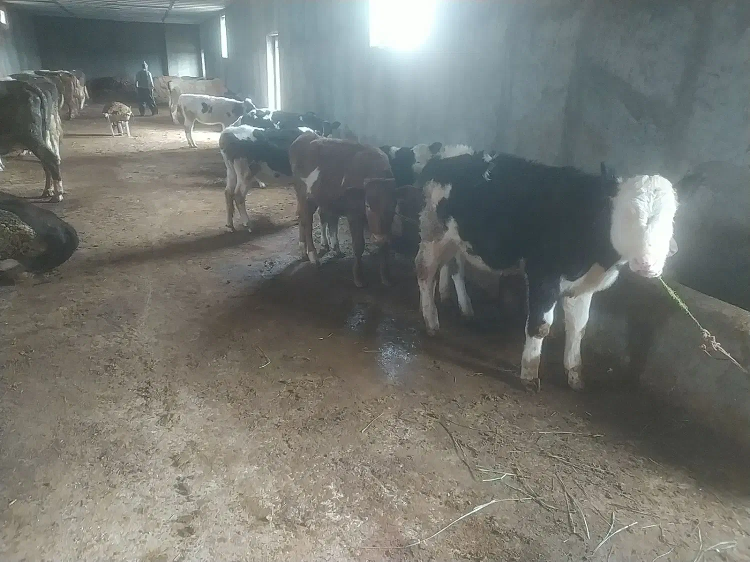 گوساله|حیوانات مزرعه|مراغه, |دیوار