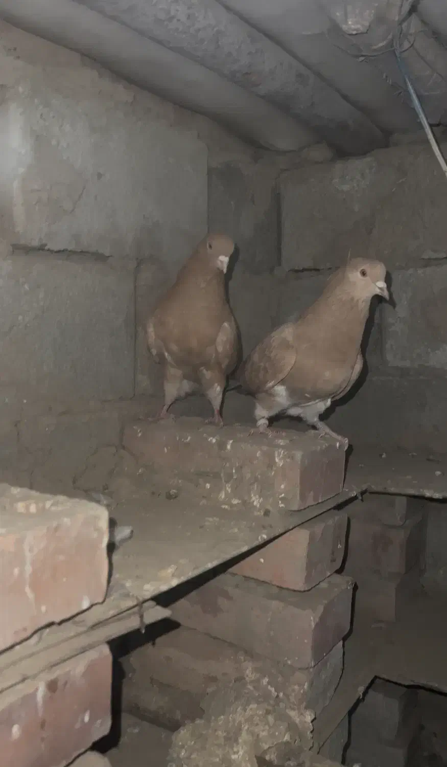 جفت کبوتر زرد پرشی|پرنده|نقده, |دیوار