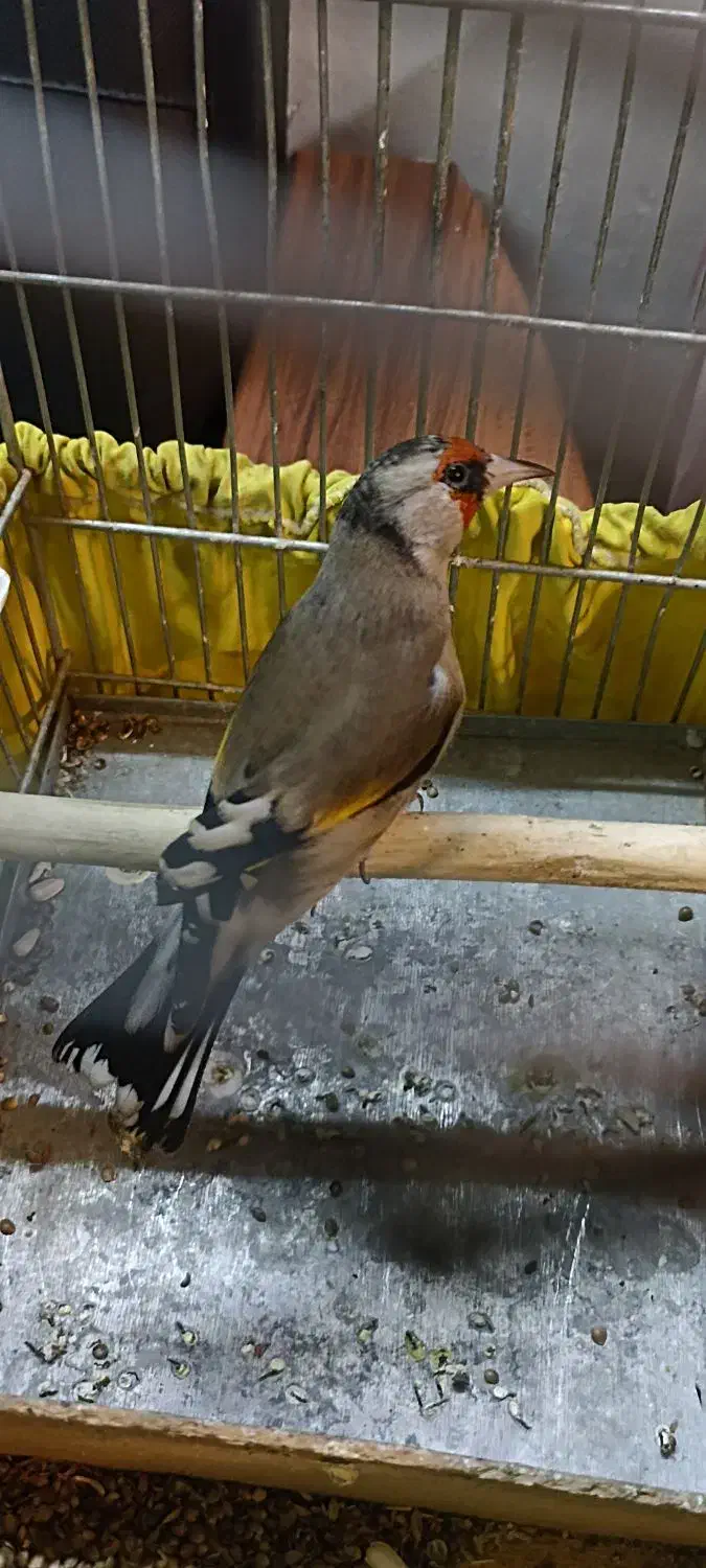 (( سهره دوساله))|پرنده|تهران, بازار|دیوار