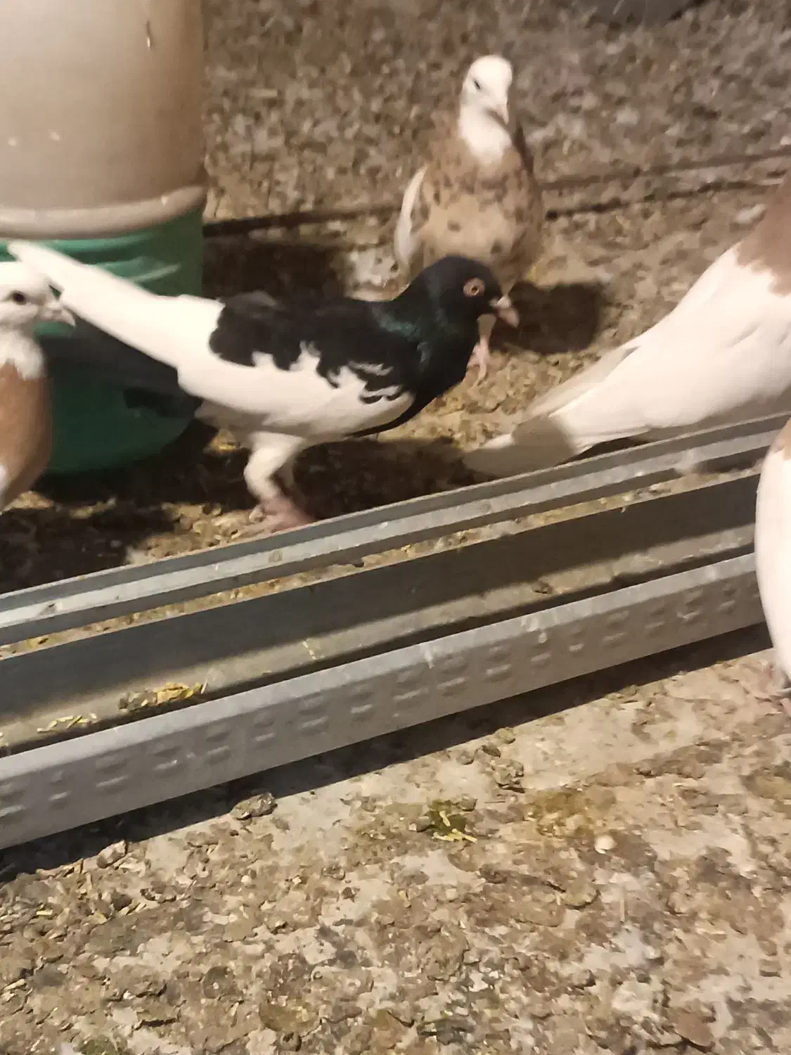 سه تا کفتر گرفتنی قیمت تعاونی|پرنده|بهار, |دیوار