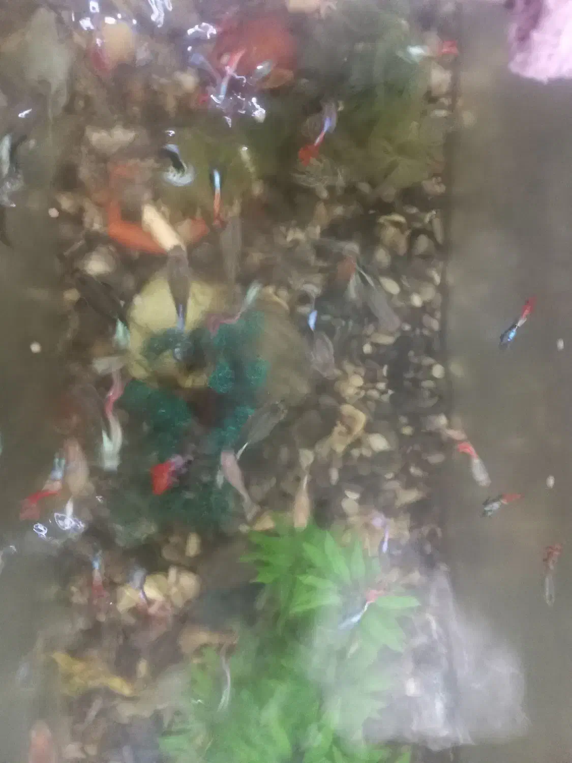 اکواریوم با ماهی|ماهی|جویبار, |دیوار