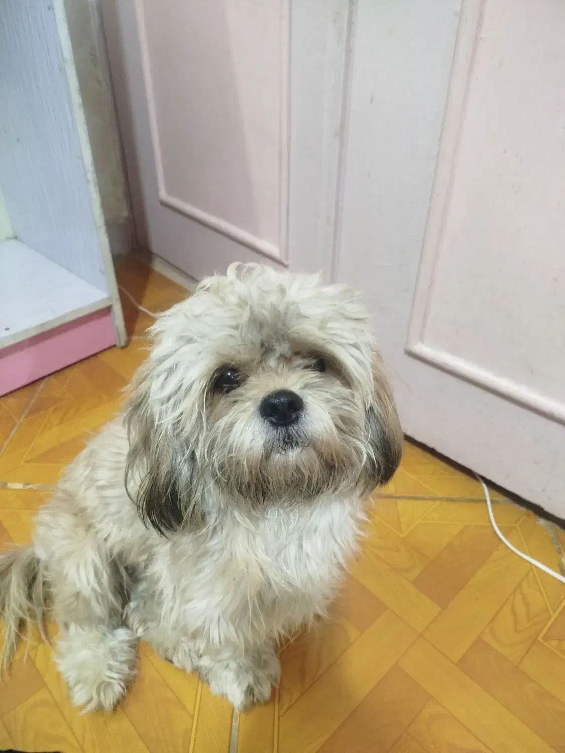 شیتزو فلت|سگ|مشهد, امیریه|دیوار