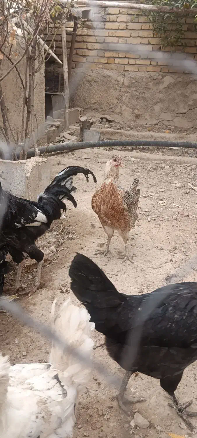 مرغ|حیوانات مزرعه|کازرون, |دیوار