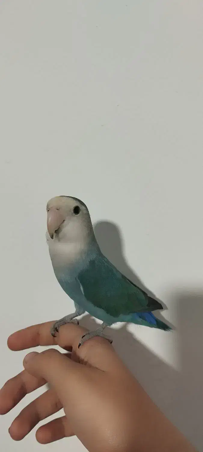 طوطی برزیلی|پرنده|قروه, |دیوار