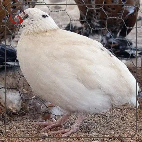 بلدرچین و تخم بلدرچین|حیوانات مزرعه|قم, آزادگان|دیوار