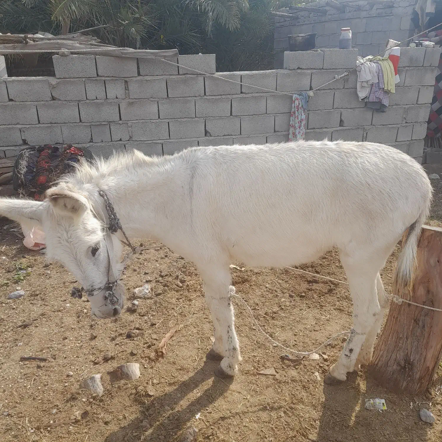 الاغ آرام و جوان|حیوانات مزرعه|تخت, |دیوار