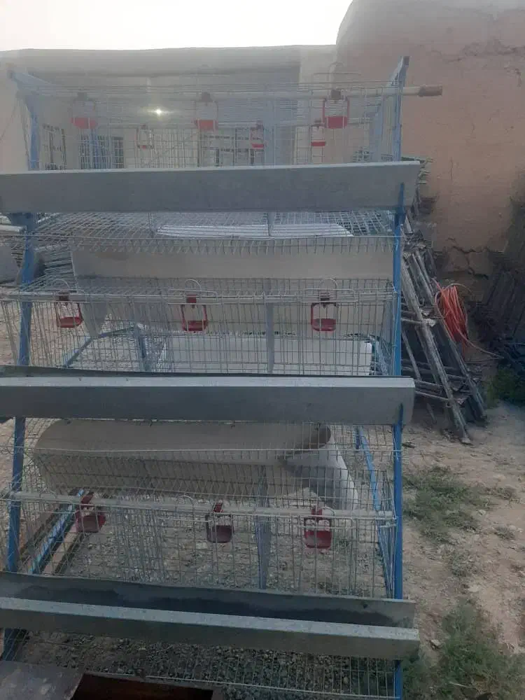 خرید فروش قفس مرغ تخمگذار گوشتی|لوازم جانبی حیوانات|آوج, |دیوار