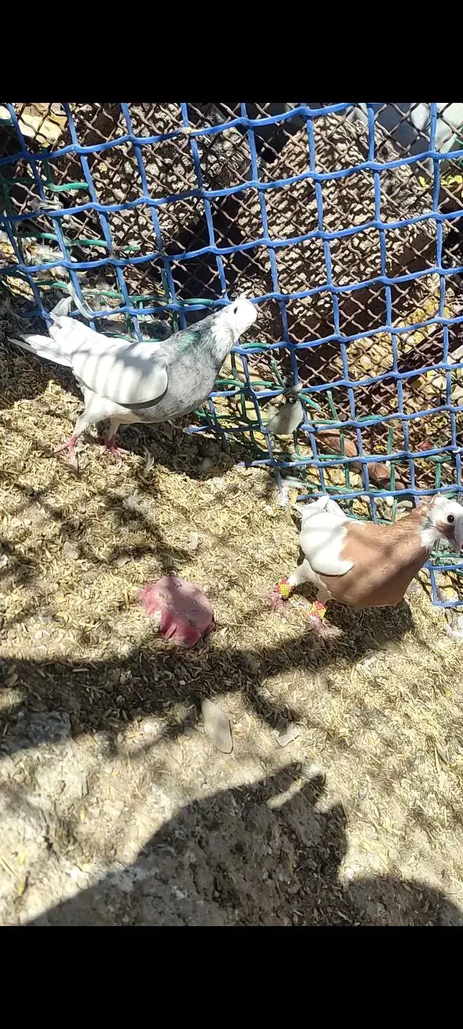 کبوتر طوقی|پرنده|شیراز, شهرک رضوان|دیوار