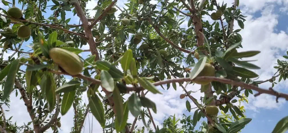 باغ بادام ۵۰۰متری و ۱۰۰۰متری|فروش دفتر صنعتی، کشاورزی، تجاری|سامان, |دیوار