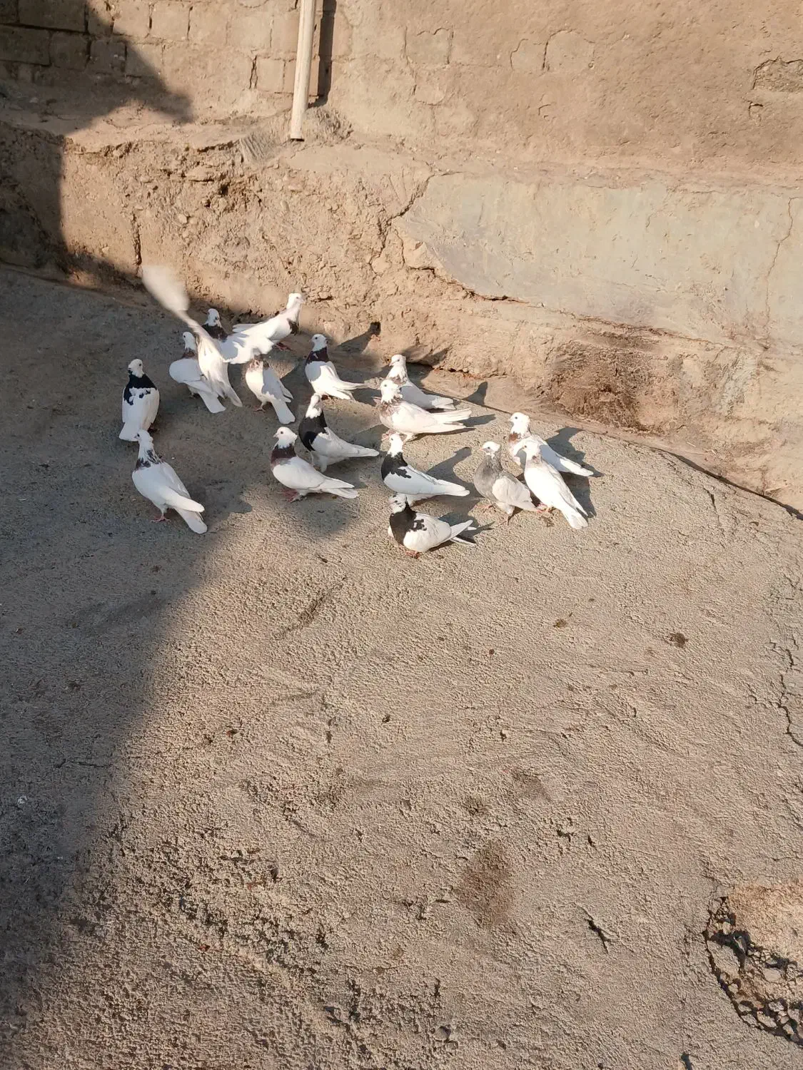 کبوتر طوقی|پرنده|صحنه, |دیوار