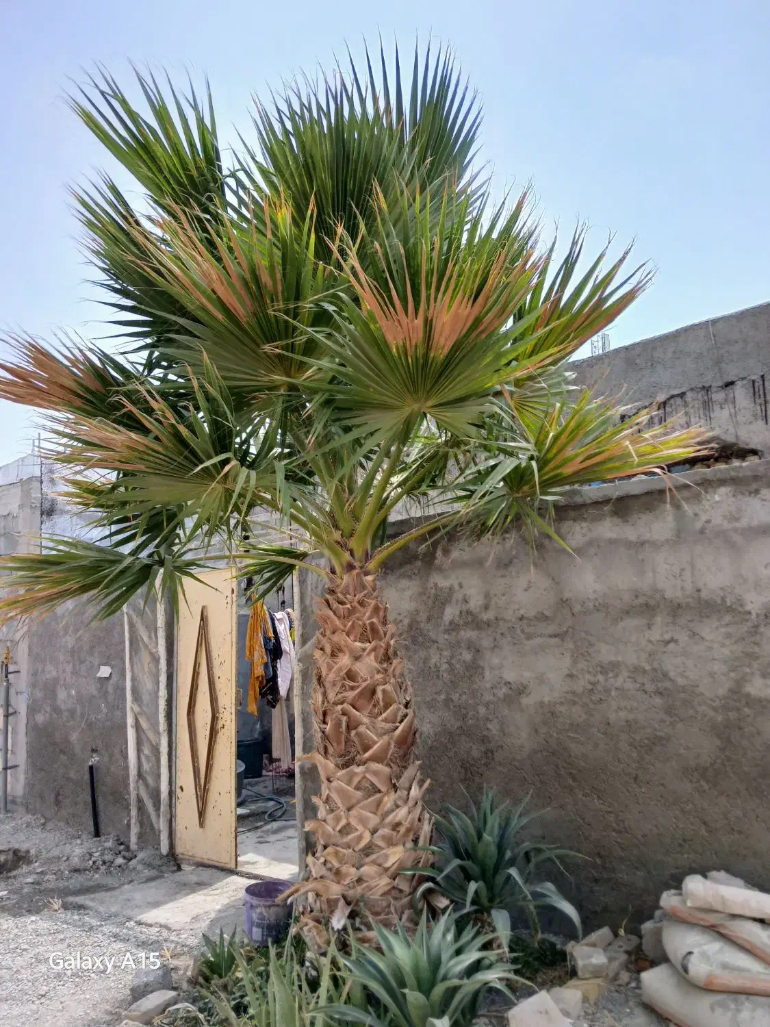 فروش نخل پالم|گل و گیاه طبیعی|رودان, |دیوار