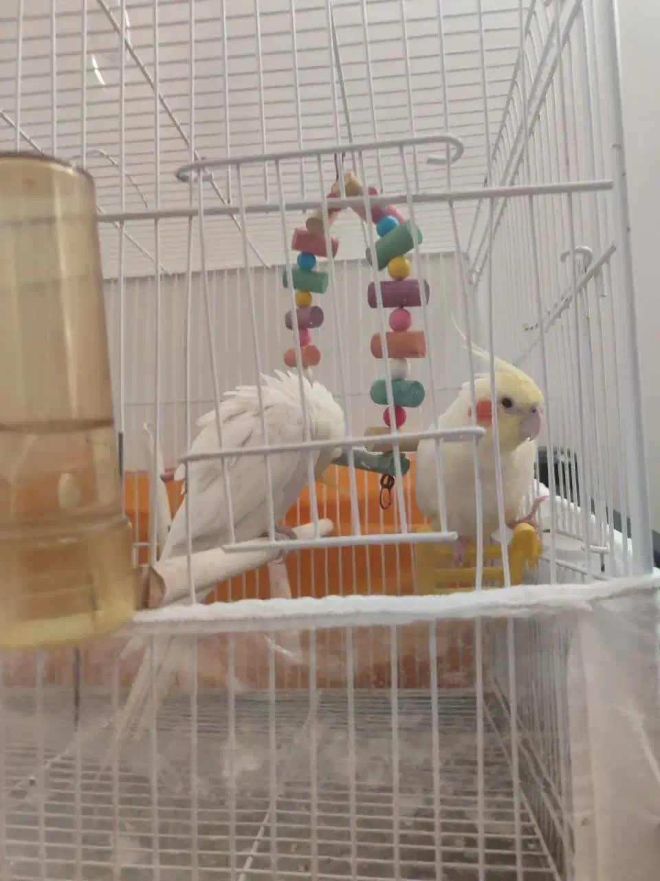 جفت عروس هلندی بالغ تخم گذار|پرنده|تربت‌حیدریه, نواب صفوی|دیوار