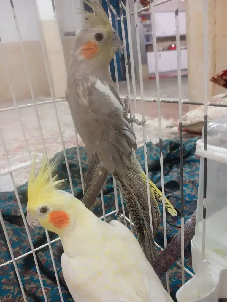 عروس هلندی|پرنده|نجفآباد, فردوسی|دیوار