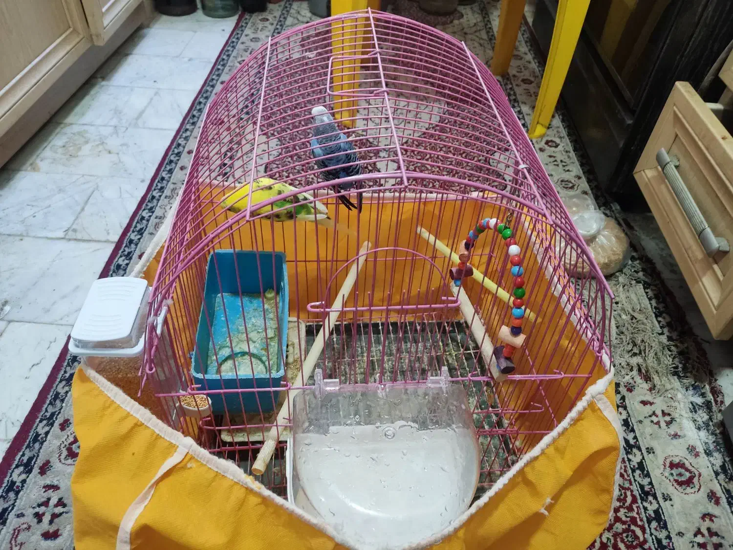 مرغ عشق|پرنده|تهران, نظامآباد|دیوار