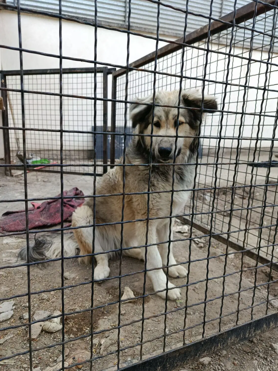 سگ نگهبان|سگ|بیرجند, |دیوار