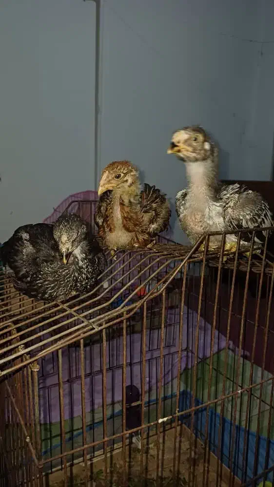 جوجه لاری اصیل|حیوانات مزرعه|رشت, قاسمیه|دیوار