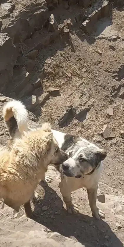 سگ سراب|سگ|زنجان, |دیوار