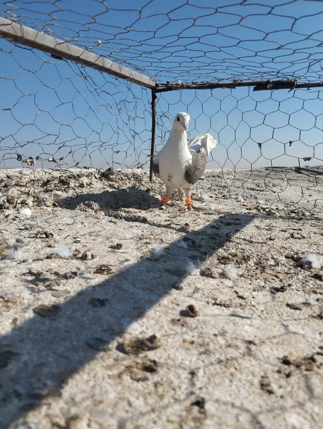 پشت کویتی ماده|پرنده|کاشمر, |دیوار