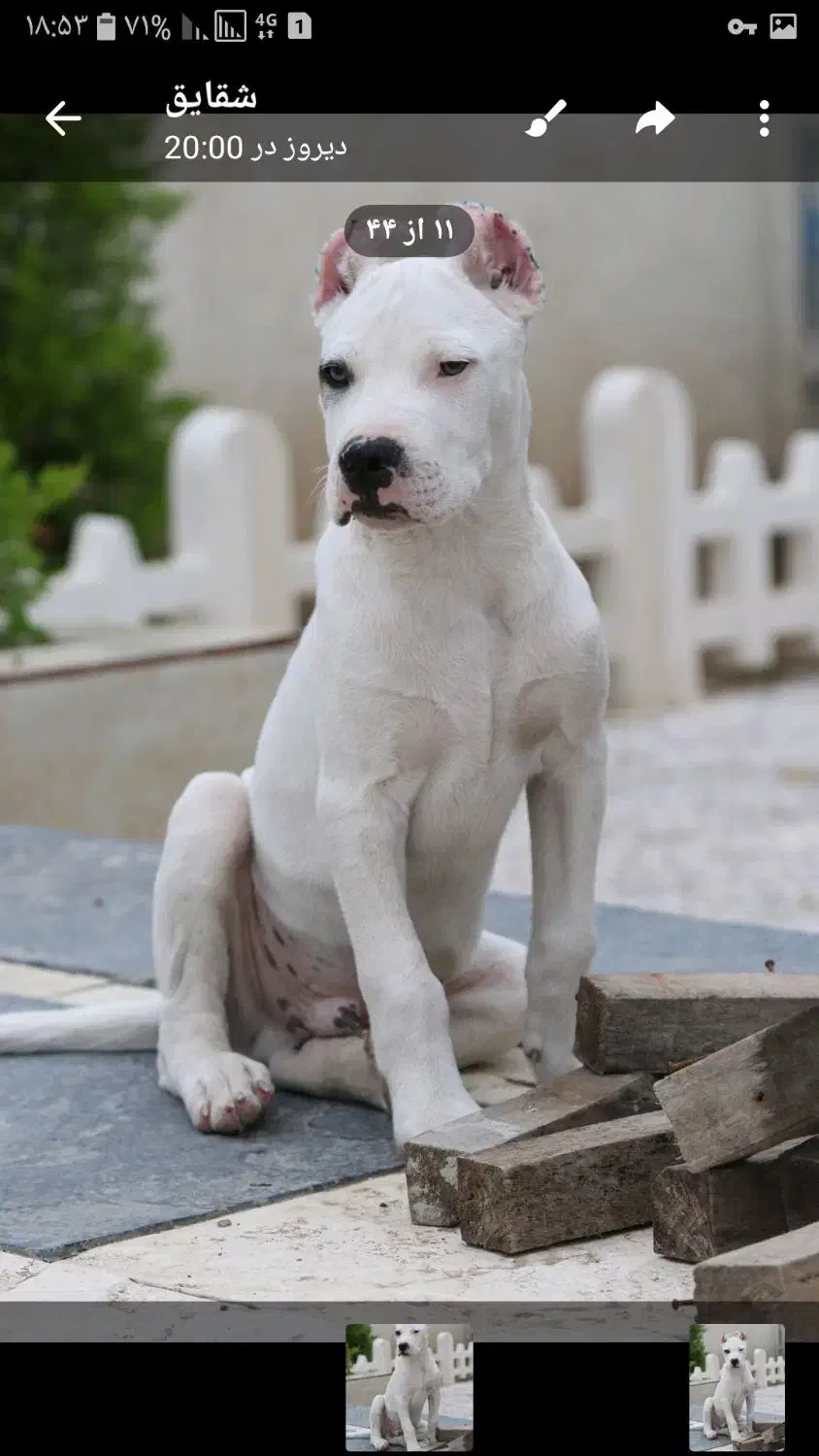 سگ داگو|سگ|سنگر, |دیوار