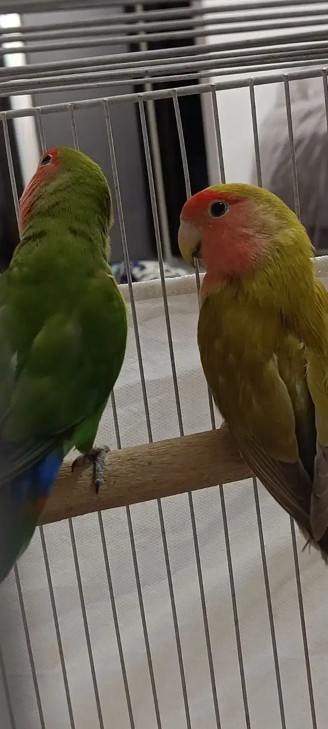 طوطی برزیلی صورت هلویی جفت مولد قناری سهره|پرنده|کرمانشاه, |دیوار