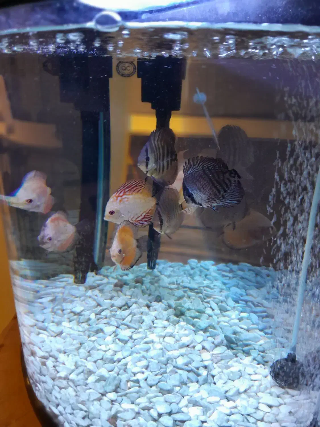 ماهی دیسکس،ماهی|ماهی|کرج, جهان‌شهر|دیوار