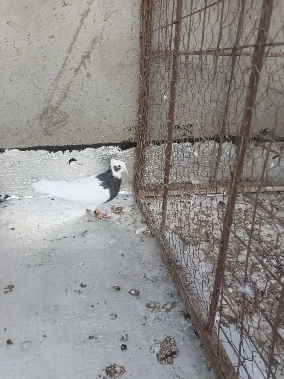 طوقی سیاه ماده|پرنده|شال, |دیوار