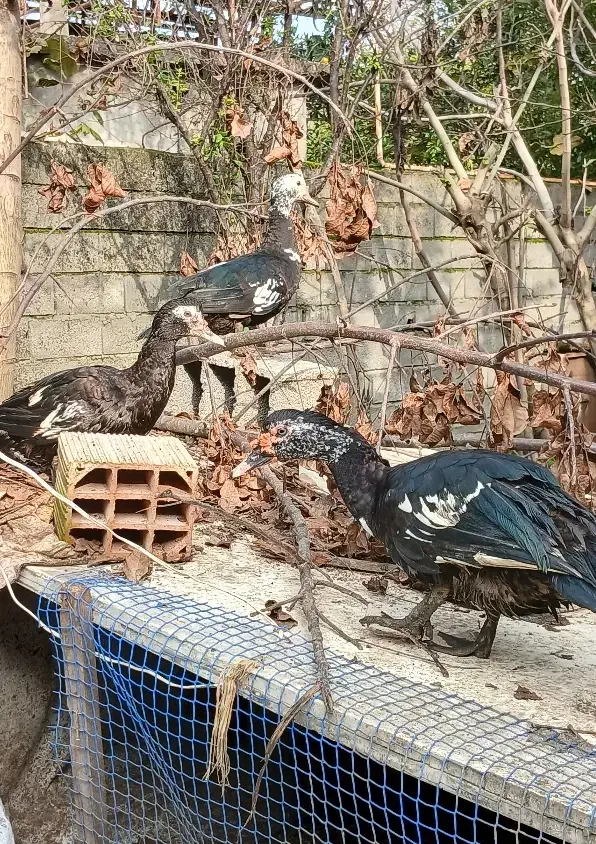 فروش اردک اسرائیلی در چالوس . هچیرود|حیوانات مزرعه|هچیرود, |دیوار