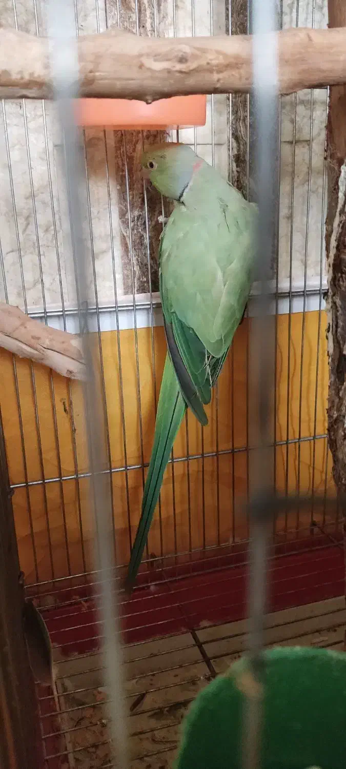 طوطی ملنگو|پرنده|اصفهان, کردآباد|دیوار