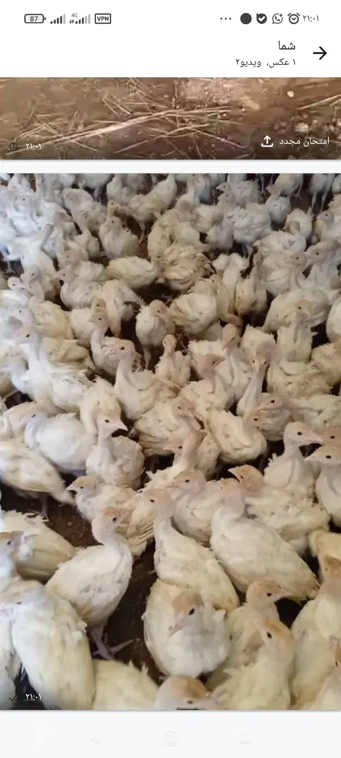 بوقلمون بیوتی۶ سن یک روزه و۱ماه|حیوانات مزرعه|اصفهان, خلجا|دیوار