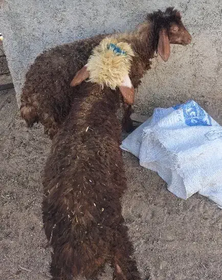 ۲عدد بره نروماده|حیوانات مزرعه|آبپخش, |دیوار