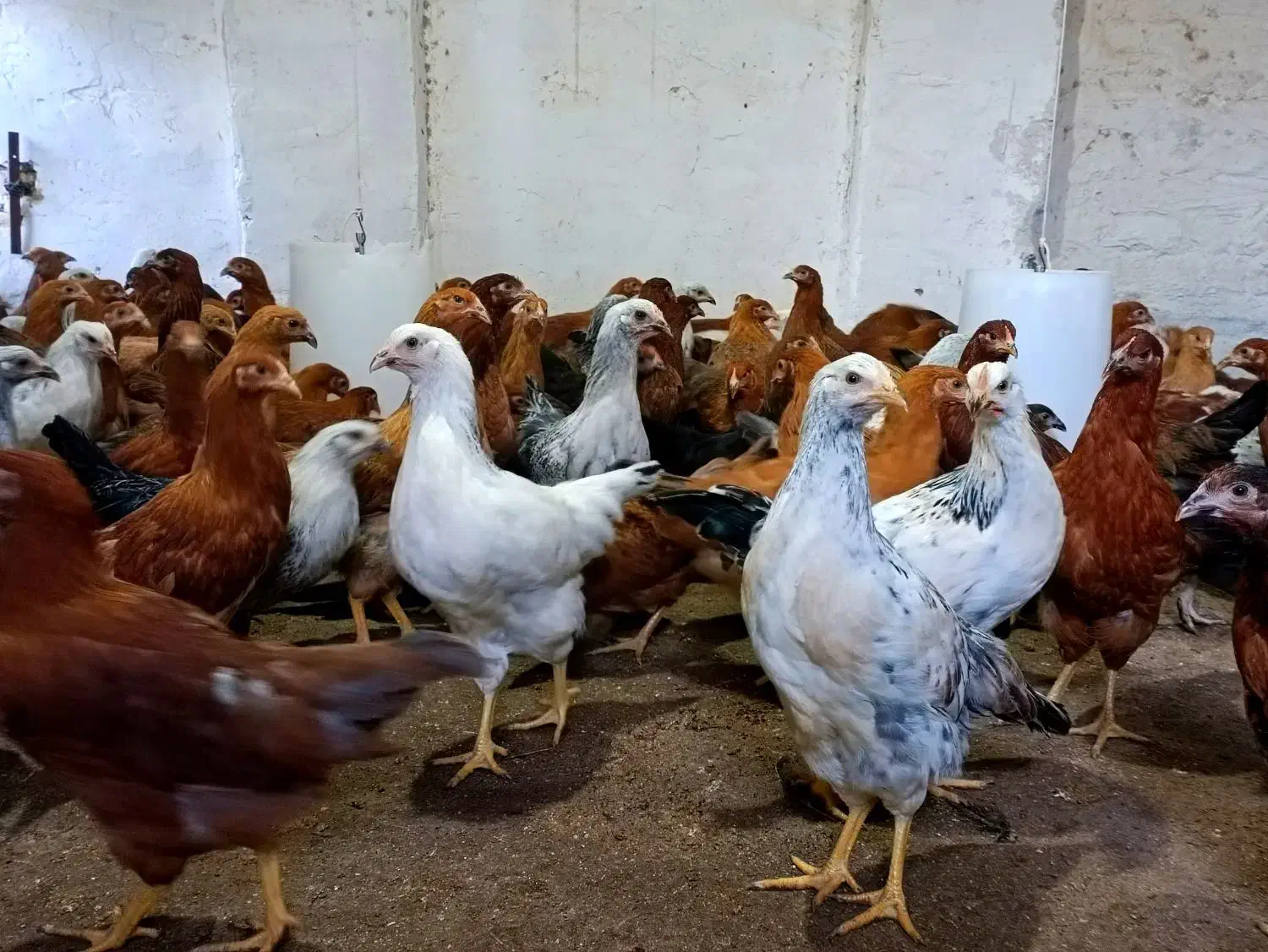 نیمچه مرغ تخمگذار نژاد گلپایگان/نزدیک به تخم|حیوانات مزرعه|کاشان, خرمدشت|دیوار