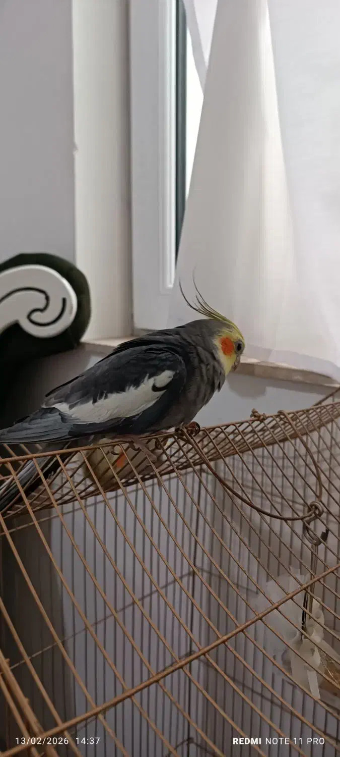 عروس هلندی|پرنده|شوط, |دیوار