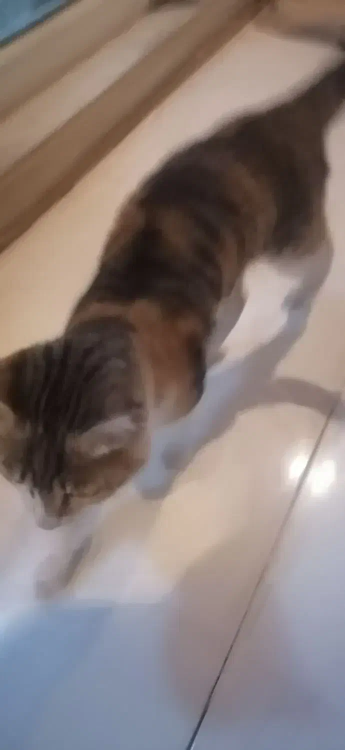 معاوضه گربه با پرنده|گربه|اهواز, گلستان|دیوار