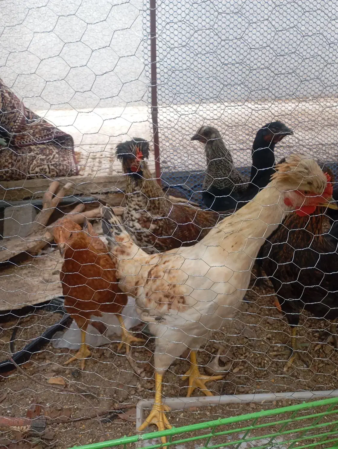 جوجه مرغ چاق|حیوانات مزرعه|یزد, |دیوار