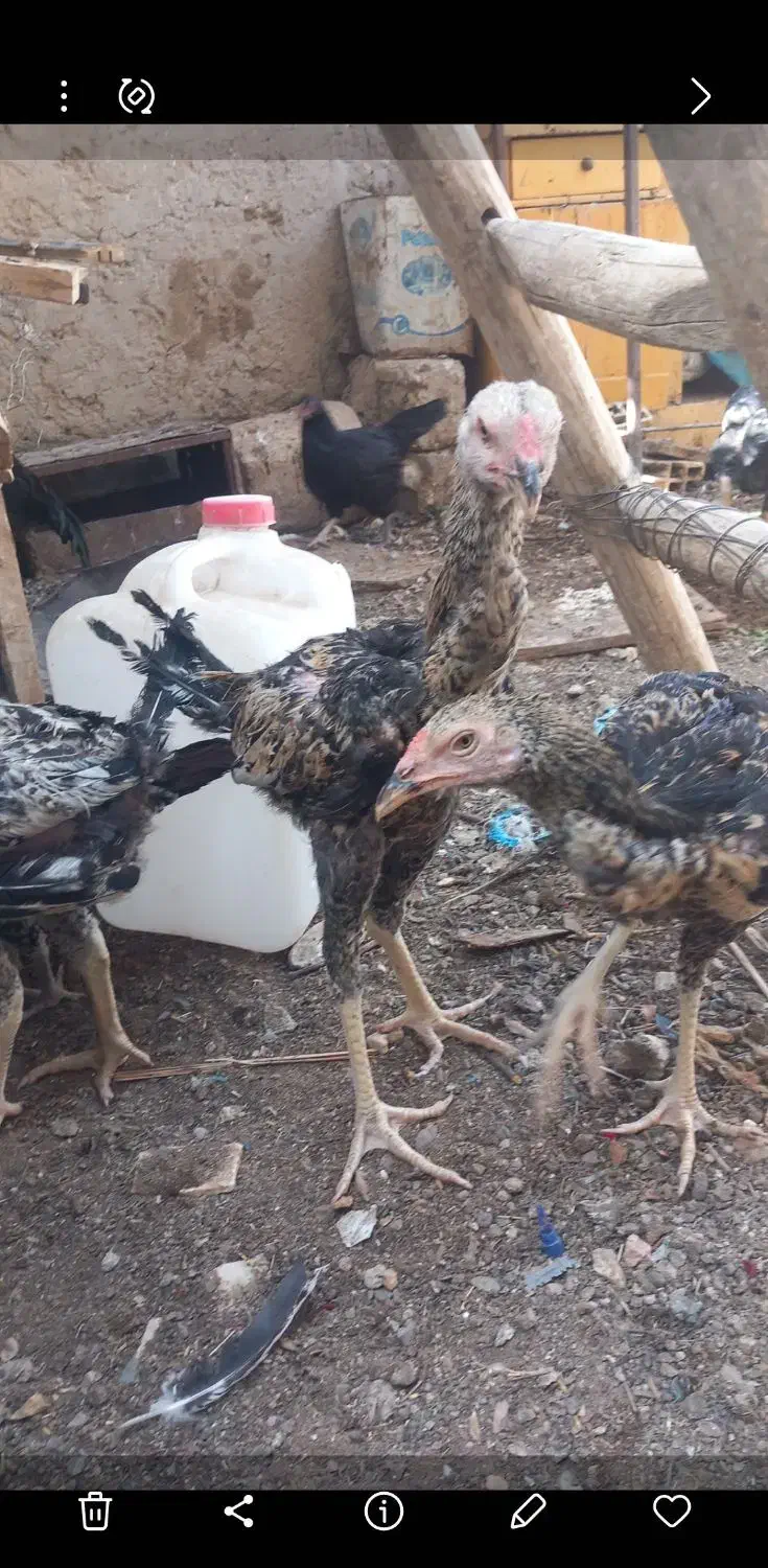 ۶ عدد جوجه خروس صابونی|حیوانات مزرعه|زابل, |دیوار