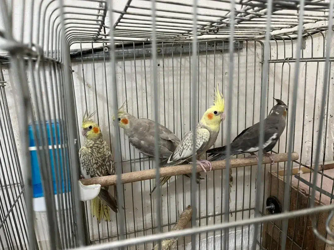 طوطی ، عروس ، هلندی|پرنده|کرج, فاز ۲ مهرشهر|دیوار