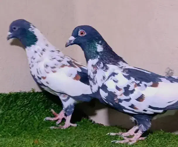 حیون عروسک|پرنده|زاهدان, |دیوار