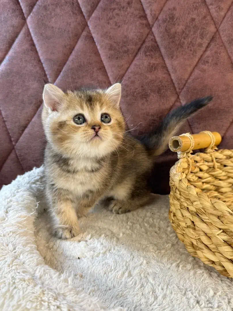 بچه گربه های اشرافی irancats|گربه|اهواز, بهارستان|دیوار