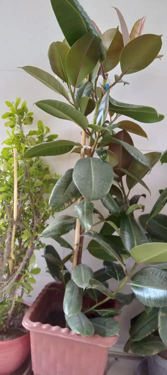 تعدادی گل وساعت ونخل|گل و گیاه طبیعی|سرپل ذهاب, |دیوار