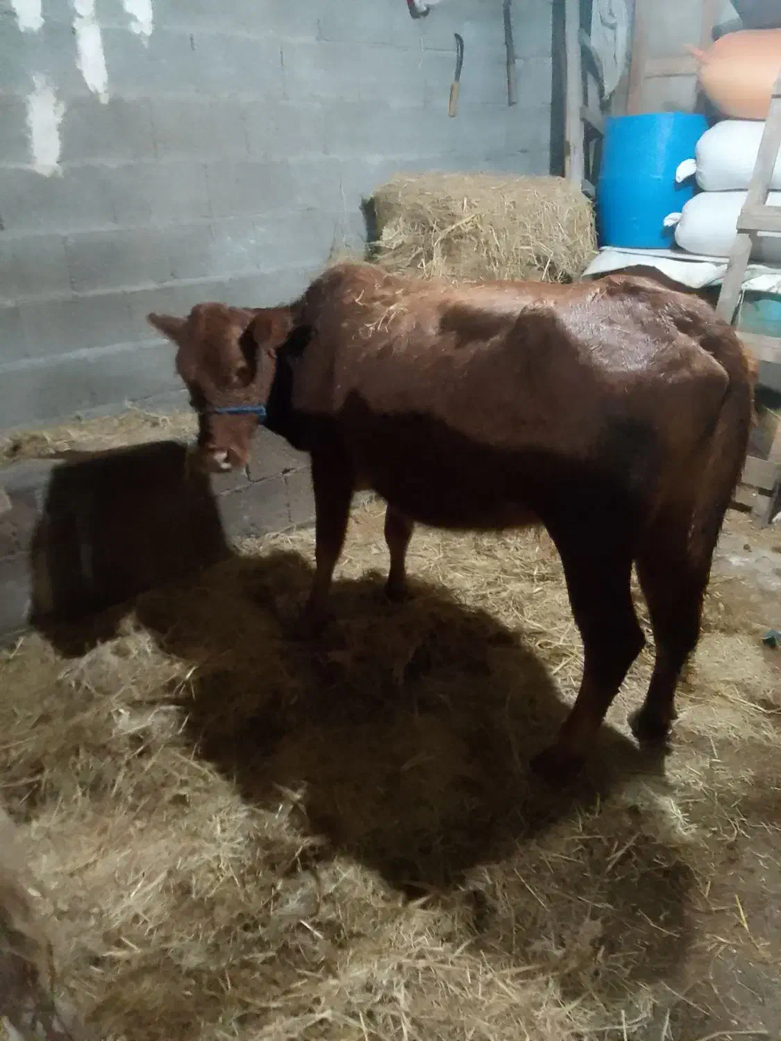 گاو دورگ هولشتاین|حیوانات مزرعه|رشت, منظریه|دیوار