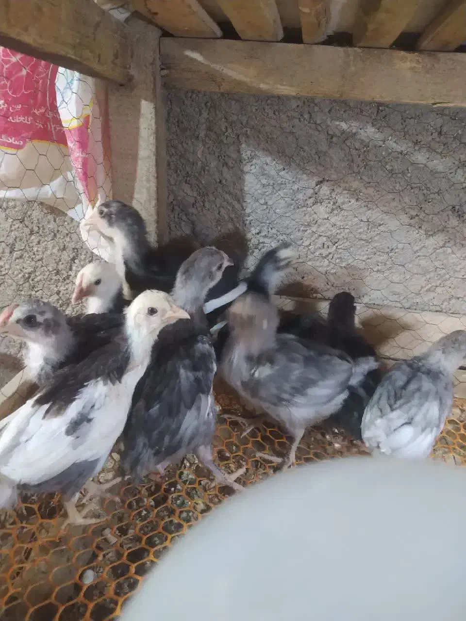 تخم مرغ نطفه دار  گلین لری چهل تاج ریشی|حیوانات مزرعه|شهرضا, |دیوار