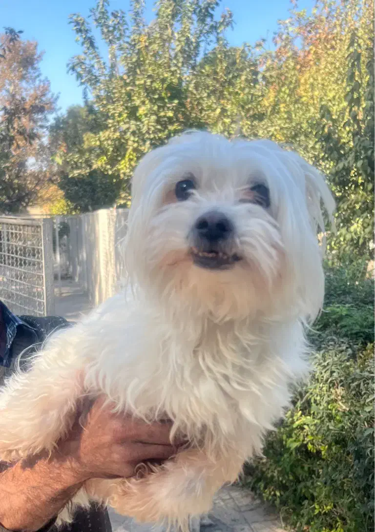 سگ مالتیز اصیل|سگ|تهران, فرمانیه|دیوار