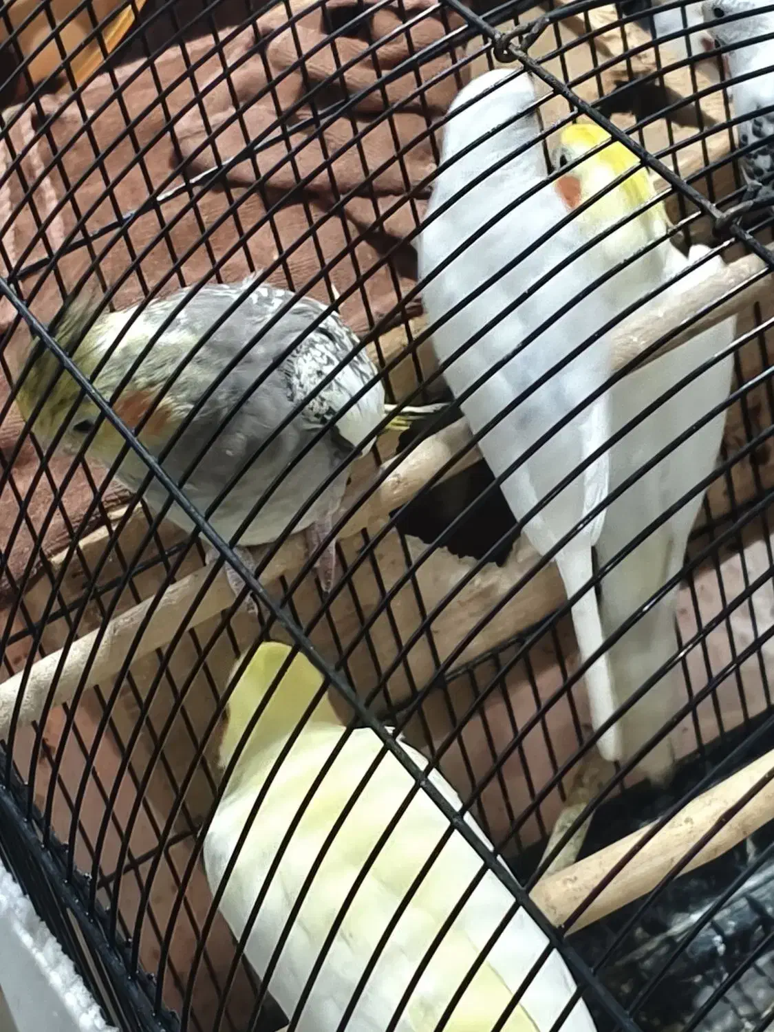 3 عدد عروس هلندی زعفرانی گلباقالی لوتینو|پرنده|بندر انزلی, استادیوم|دیوار