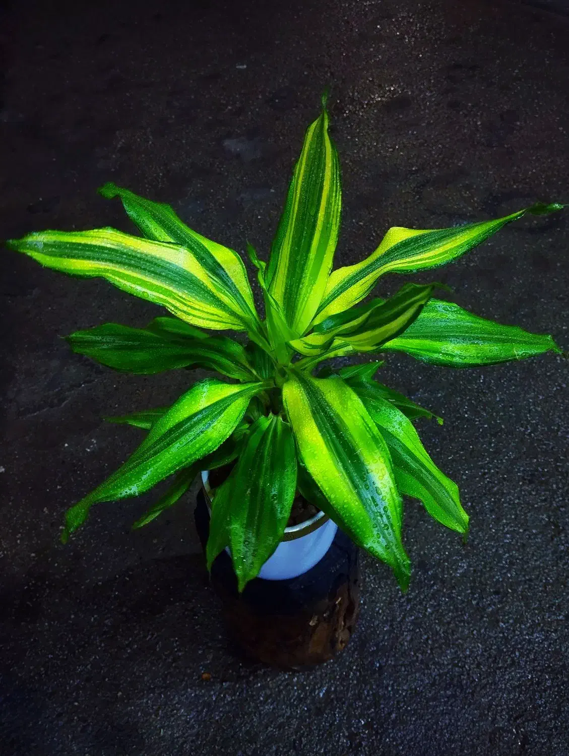 دراسینا بلالی بومی آفریقا|گل و گیاه طبیعی|نیشابور, شهرک قدس|دیوار