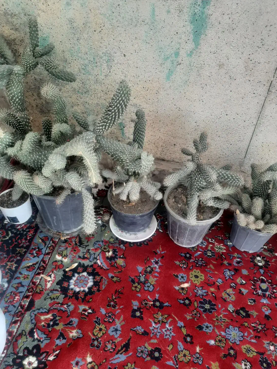 گل کاکتوس|گل و گیاه طبیعی|بجنورد, |دیوار