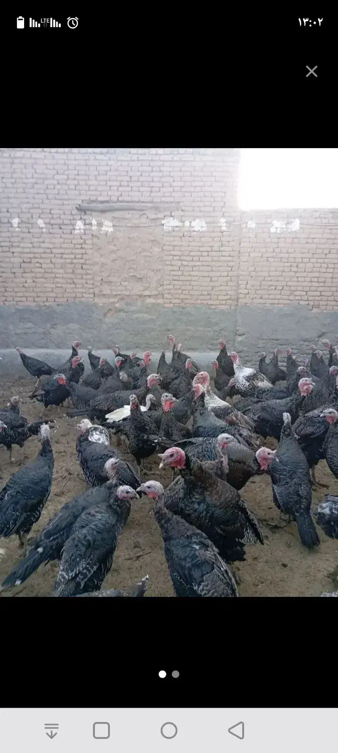 بوقلمون|حیوانات مزرعه|زهک, |دیوار