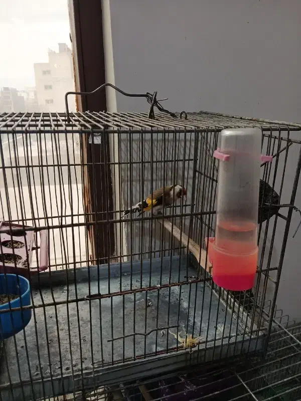 سهر امسالی جوجه قفس حلقه پا|پرنده|مبارکه, |دیوار