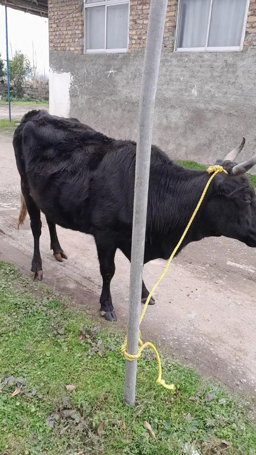 گاو فروشی|حیوانات مزرعه|رشت, نامجو|دیوار