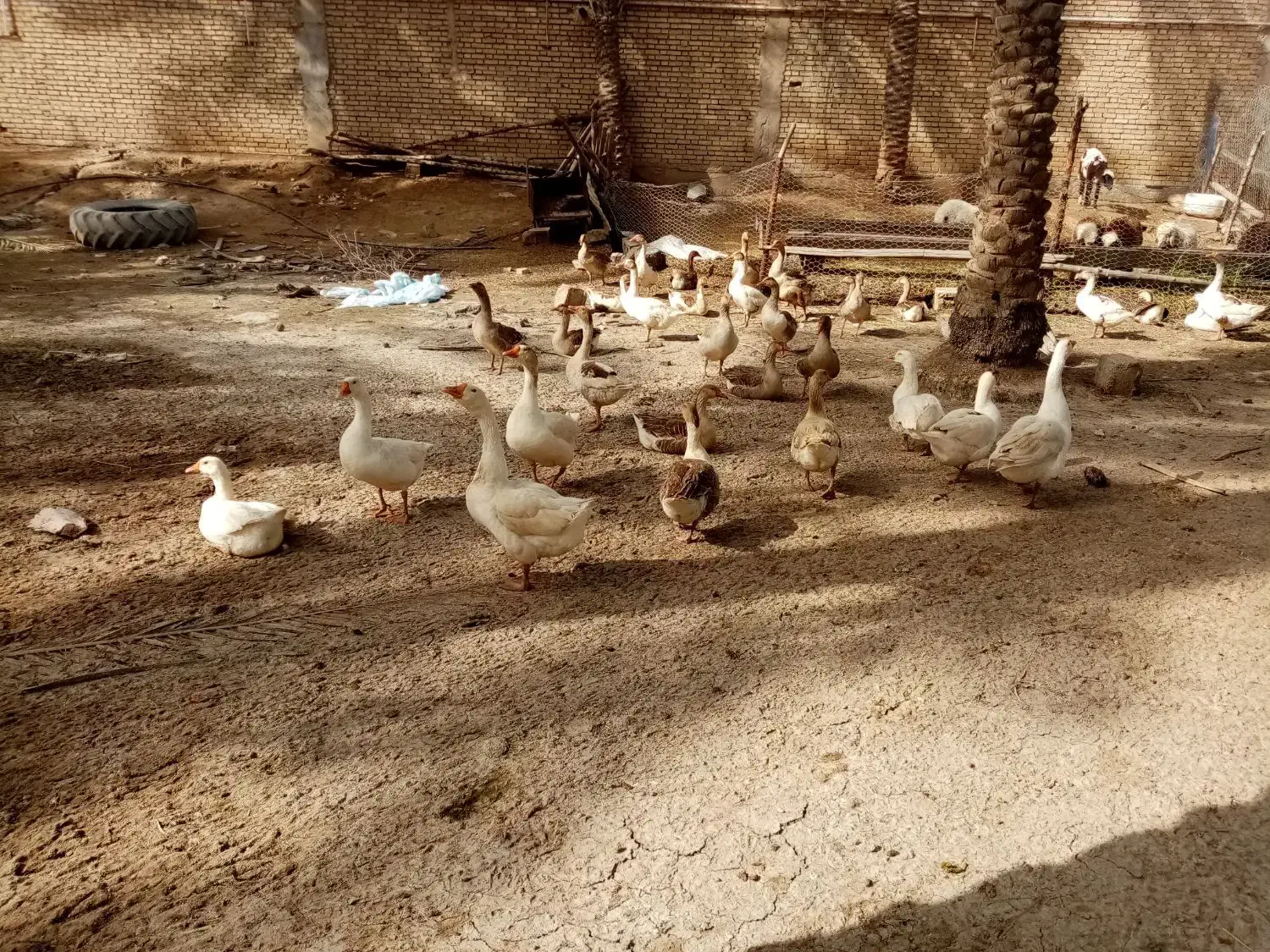 غاز|حیوانات مزرعه|چمران, |دیوار